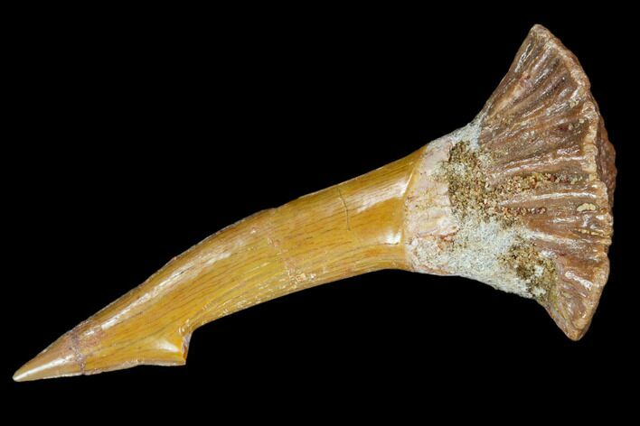 Fossil Sawfish (Onchopristis) Rostral Barb- Morocco #106457